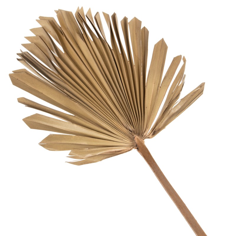 WALL DECOR FK7876 DRIED PALM LEAF IN NATURAL COLOR 30x102x3 cm. WALL DECOR FK7876 DRIED PALM LEAF IN NATURAL COLOR 30x102x3 cm.