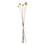 DECORATIVE DRIED BOUQUET CRASPEDIA GLOBOSA FK7956 YELLOW 63Hcm.