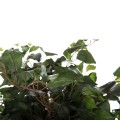 DECORATIVE SYNTHETIC PLANT FK7992 BANYAN TREE IN POT 136H cm. DECORATIVE SYNTHETIC PLANT FK7992 BANYAN TREE IN POT 136H cm.