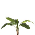 DECORATIVE SYNTHETIC PLANT FK7979 BANΑΝΑ TREE (1) IN POT 180H cm. DECORATIVE SYNTHETIC PLANT FK7979 BANΑΝΑ TREE (1) IN POT 180H cm.