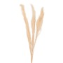 DECORATIVE DRIED REED 3PCS FK7961 WHITE 140Hcm.