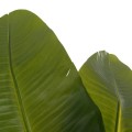 DECORATIVE SYNTHETIC PLANT IN POT FK4739 STRELITZIA Φ18x172Hcm. DECORATIVE SYNTHETIC PLANT IN POT FK4739 STRELITZIA Φ18x172Hcm.